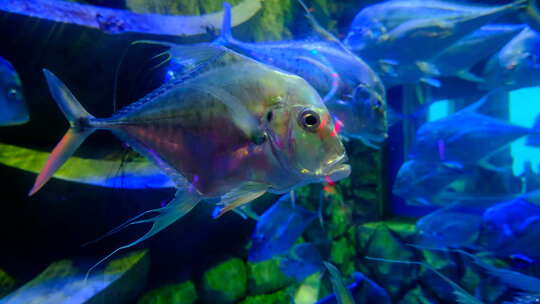 鱼缸鱼群 海洋馆 水族馆 海底世界