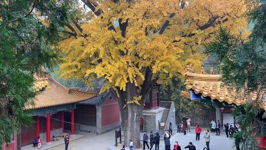 济南淌豆寺千年古银杏树