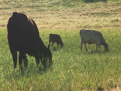 牧场上吃草的奶牛和小牛视频素材模板下载