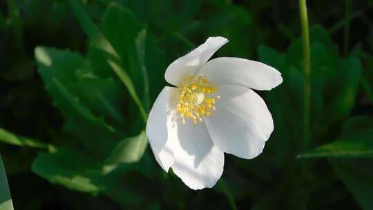 A White Linum Lewits