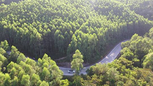 森林公路航拍树林道路汽车行驶航拍山区山路