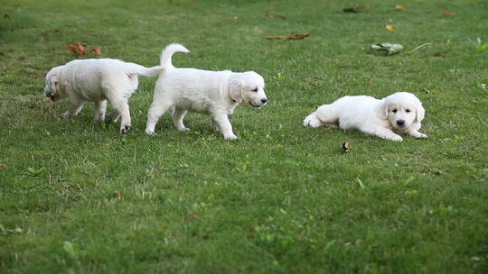 三只小狗在草坪玩耍