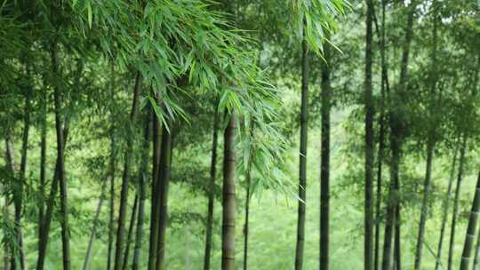 下雨天竹林景观特写，竹节挺拔竹叶繁茂