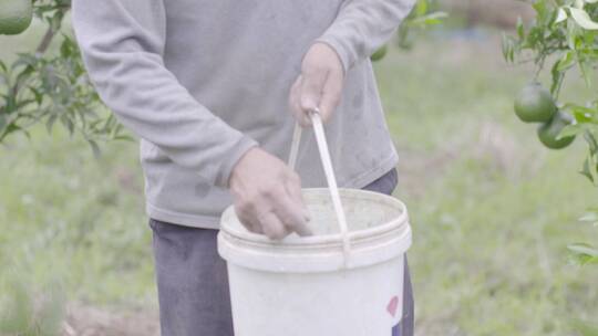 果农撒肥料施肥干农活柑橘橙子种植基地肥料视频素材模板下载