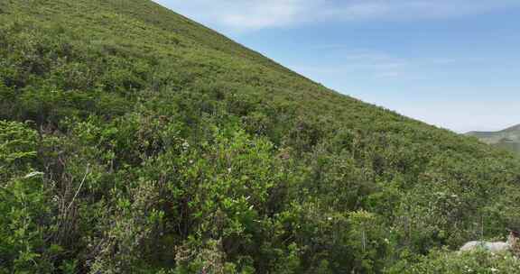 草原 牛粪滩 草地航拍