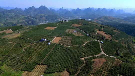 广西桂林阳朔百里新村金桔种植基地