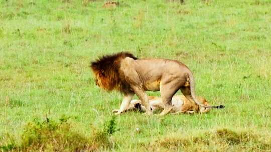 草原之王非洲狮子交配