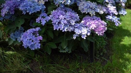 花园绣球花鲜花园艺园林