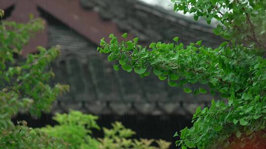 124 杭州 寺庙 古建筑 下雨天 屋檐 树枝