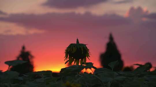 夕阳下的葵花田葵花花朵视频素材模板下载