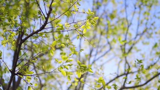悦汇城空镜 蓝天白云下的树荫绿植 唯美镜头