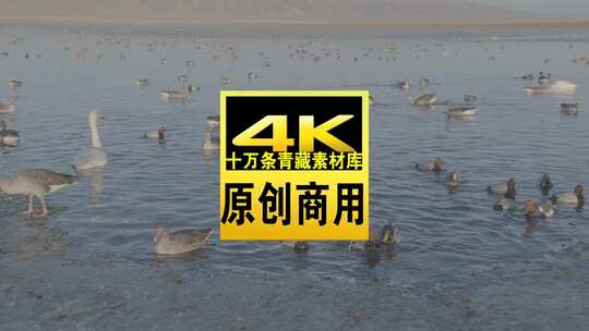 青海青海湖湖面飞鸟航拍视频高清在线视频素材下载