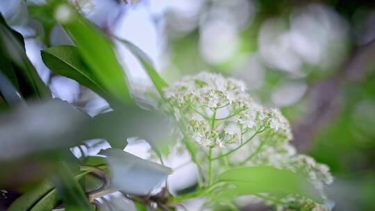 春天春暖花开樱花石楠花植物视频