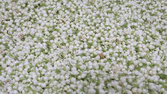 唯美茉莉花与茉莉花茶制作福州茉莉花种植园