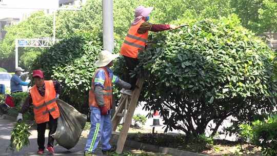 城市马路边搭楼梯剪枝