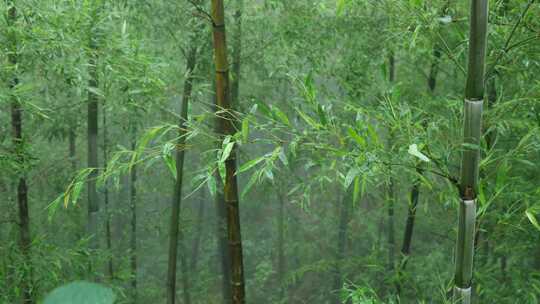 下雨天茂密的竹林枝叶繁茂生机勃勃的景象