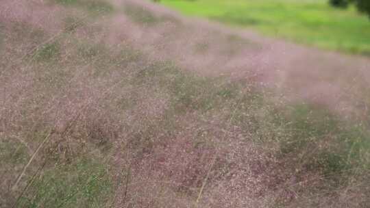 标题 秋天的花海粉黛草视频素材模板下载