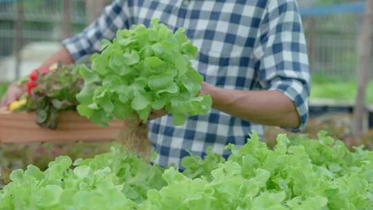 室内蔬菜种植采摘
