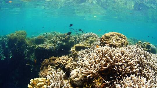 海底世界 珊瑚礁 鱼群