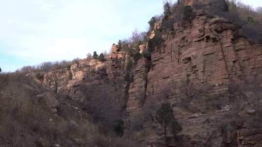 石头山 山上的树 嶂石岩景区