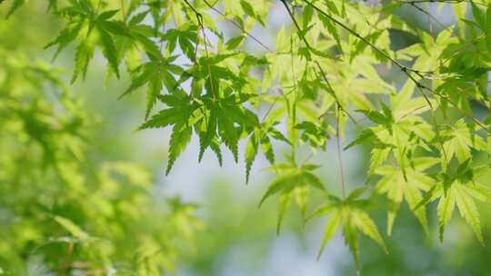 夏日风光树枝树叶