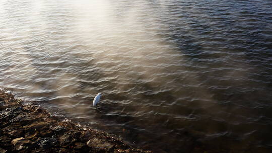 清晨雾气腾腾湖面上的白鹭视频素材模板下载
