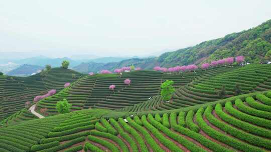 杭州富阳拔山春天樱花茶园风景航拍