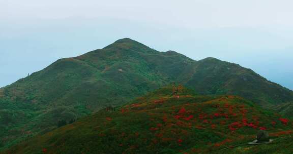 长沙浏阳大围山森林公园杜鹃花海航拍