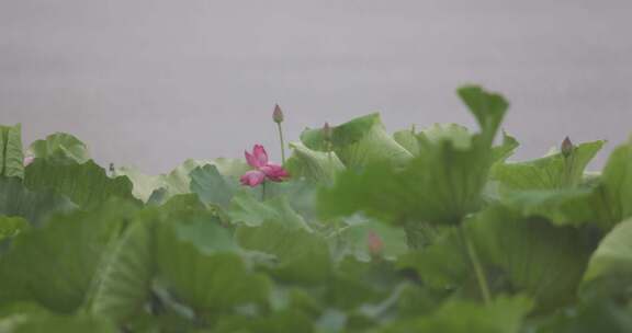 杭州西湖雨中荷花视频