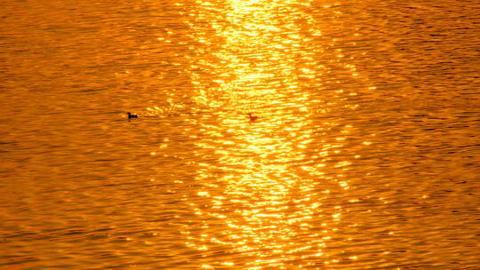 金色阳光 湖面 河面 夕阳 落日余晖 鸭子