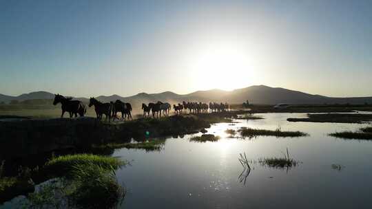 清晨的内蒙古草原马群