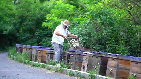 蜜蜂 养蜂人 蜂农