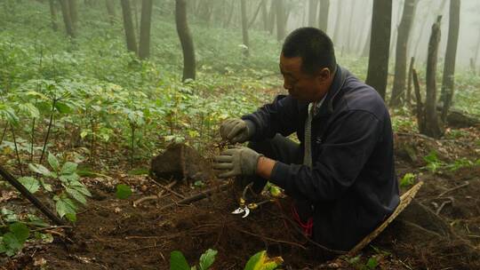 长白山地区挖人参的农民