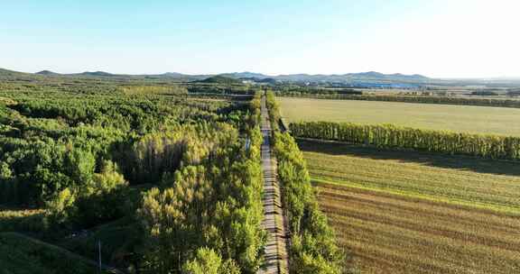 两边是白桦树的乡村道路航拍