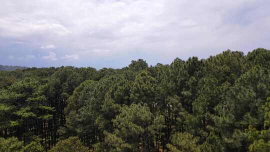 中国博凯奥造林研究站松树公园郁郁葱葱的绿色植被上的倾斜拍摄