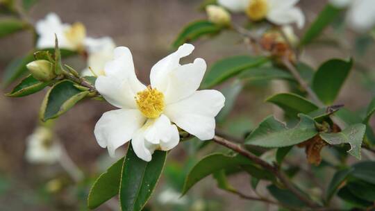 茶花茶树山茶籽茶油农业