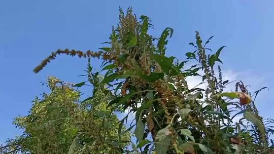 野菜植物种子