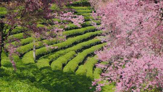 大理无量山樱花谷