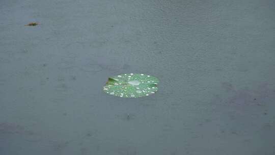 荷叶荷塘上雨滴的唯美升格镜头