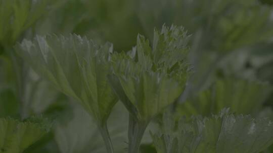 端午节艾蒿中草药艾草LOG素材