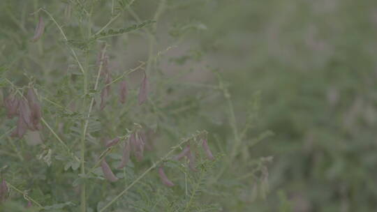 航拍农业黄芪药材种植试验田