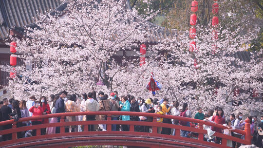 武汉春天花季东湖樱花园樱花和拥挤的游客
