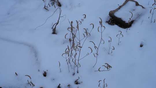 冬天 冬季 寒冷 凄凉 冷漠