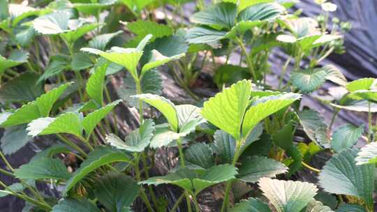 草莓园 农田 农业作物 水果 绿色植物 温室