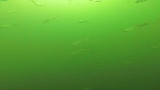 水下白条鱼成群视频素材模板下载