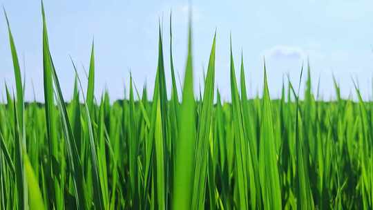 中国农业经济发展水稻种植地