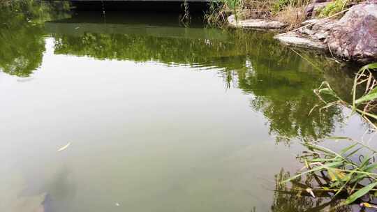 湖水倒影和水面的水草