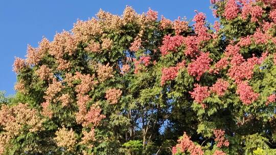 秋季的栾树开花结果 一个一个的红灯笼视频素材模板下载