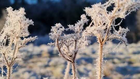 冷雪木景观