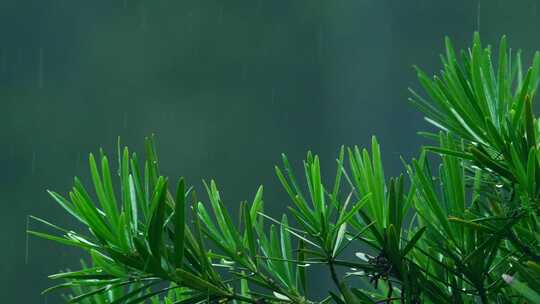 松树松叶下雨